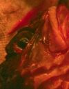 ein roter, toter Fisch