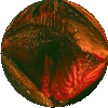 fischknopf